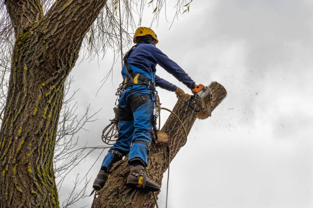 Reliable Wichita, KS  Tree Services Solutions