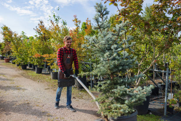 Why Choose Our Tree Removal Services in Wichita, KS?